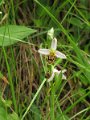 (4) Wasp orchid (Ophrys apifera v. trollii)